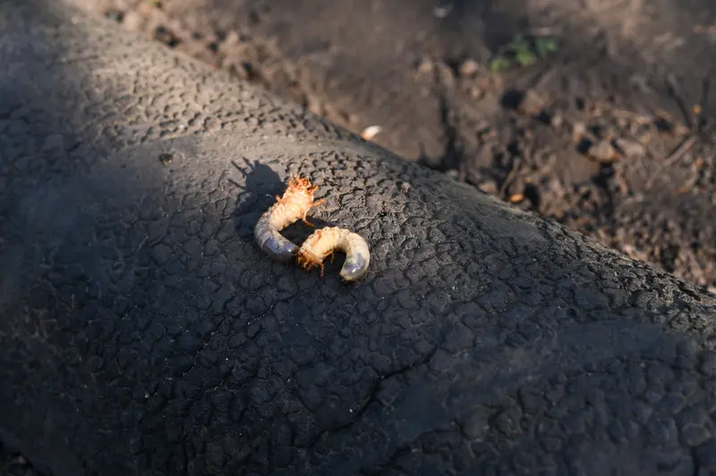 Traitement des insectes nuisibles